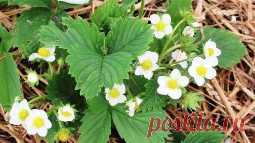 Чем обрабатываю клубничные грядки от земляничного долгоносика без химии деревенским способом | Дача ягодки цветочки | Дзен