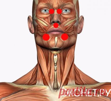 5 точек вместо таблеток: для печени, сердца и дыхания Эти приемы уже много сотен лет использует восточная медицина. Помочь себе можно самому просто нажав на определенную точку
