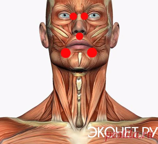 5 точек вместо таблеток: для печени, сердца и дыхания Эти приемы уже много сотен лет использует восточная медицина. Помочь себе можно самому просто нажав на определенную точку