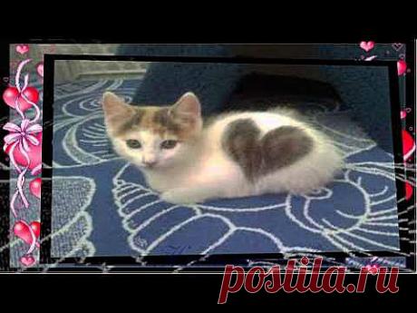 ▶ Валентинов день - YouTube