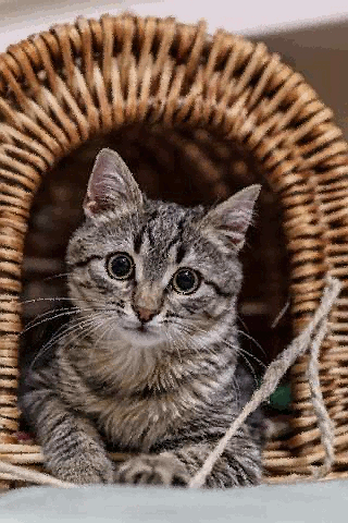Котёнок