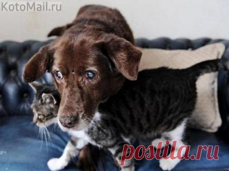 Кошка-поводырь вернула радость жизни ослепшему собаке