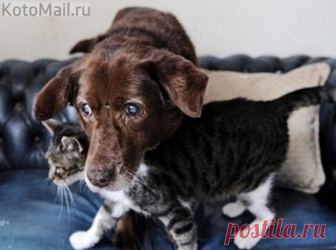 Кошка-поводырь вернула радость жизни ослепшему собаке