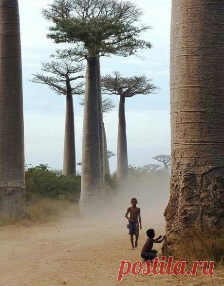 Trees | Dusky's Wonders