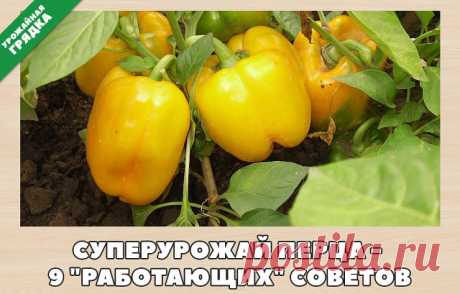 (84) Одноклассники
