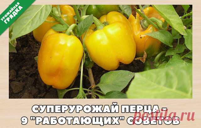 (84) Одноклассники