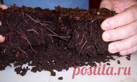 Чем полезны калифорнийские черви и как их разводить