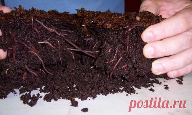 Чем полезны калифорнийские черви и как их разводить