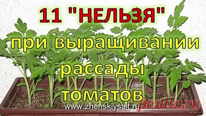 11 ''нельзя'' при выращивании рассады томатов