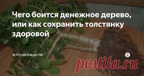 Чего боится денежное дерево, или как сохранить толстянку здоровой Практически в каждой цветочной коллекции можно встретить толстянку (денежное дерево). Это растение настолько неприхотливо, что с его выращиванием справится даже начинающий цветовод.
Но, несмотря на неприхотливость в уходе, денежное дерево тоже может болеть. Статья посвящена способам, позволяющим сохранить толстянку здоровой и красивой.