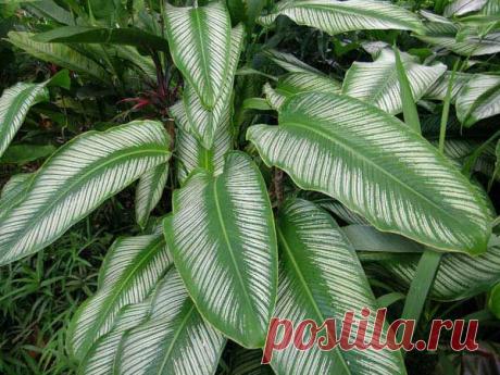 Размножение растений воздушными отводками | Дачный участок