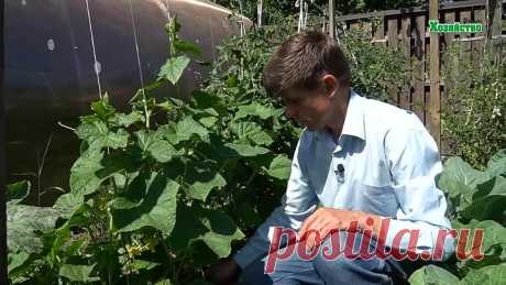 Как часто и сколько поливать огурцы? Все о поливе огурцов!