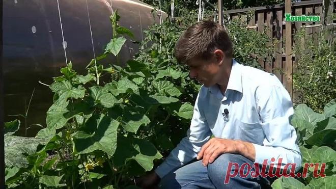 Как часто и сколько поливать огурцы? Все о поливе огурцов!