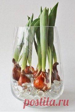 ВЫРАЩИВАТЬ КРАСИВЫЕ ТЮЛЬПАНЫ МОЖНО ДОМА!

Для этого заполните подходящую по размеру вазу водой так, чтобы корни луковиц тюльпанов всегда находились в воде. Насыпьте декоративные камушки для устойчивости, поставьте вазу в светлое место и ждите! Через некоторое время вы будете любоваться живыми цветками с сочными, красивыми бутонами.
•••подробнее