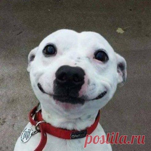 Я ЛЮБЛЮ ЖИВОТНЫХ