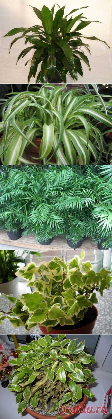 Растения, которые очистят воздух в вашем доме / Все для женщины