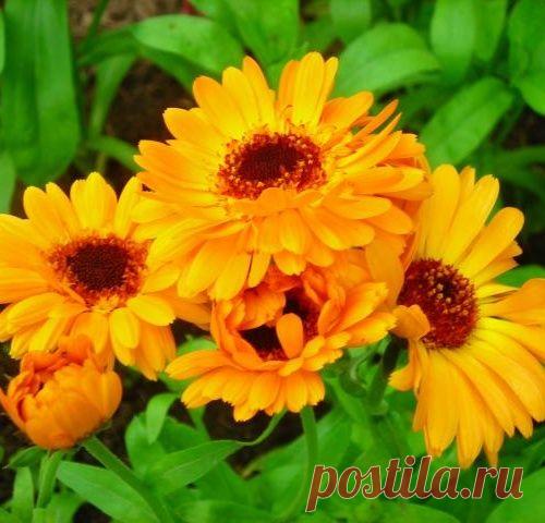 Цветки календулы лечебные свойства