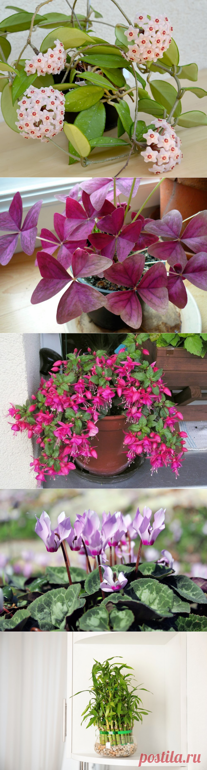 Комнатные растения, которые привлекают удачу, деньги и приносят счастье в дом  Многие комнатные растения обладают магическими свойствами, приносящими удачу и счастье.
С древних времен людям было известно, что некоторые виды растений способны улучшить качество жизни человека.
Так, считалось, что мята и мелисса снимают головную боль и улучшают настроение.
А вот, например, герань защищает от отрицательной энергии дома и притягивает счастье.
1. Кактус является символом мужской силы и долголетия.