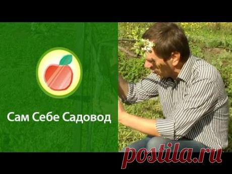 Как спасти яблоню после повреждения грызунами?