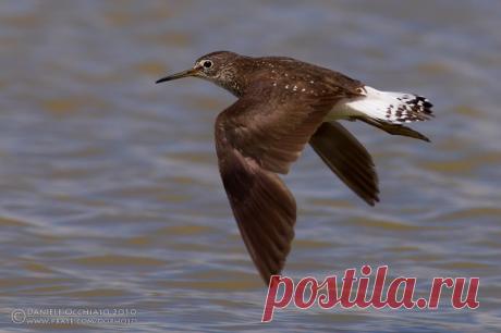 Green Sandpiper (Tringa ochropus) photo - Daniele Occhiato photos at pbase.com