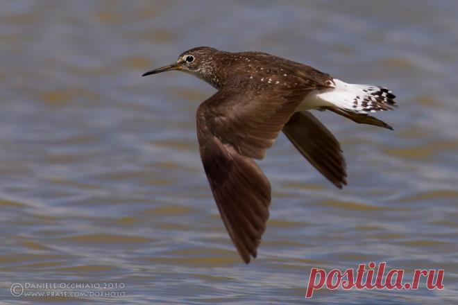 Green Sandpiper (Tringa ochropus) photo - Daniele Occhiato photos at pbase.com
