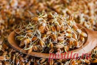 Пророщенная пшеница стала часто включаться в рацион, из нее делают каши, добавляют в салаты и выпечку. Какую пользу и вред приносят пророщенные зерна.