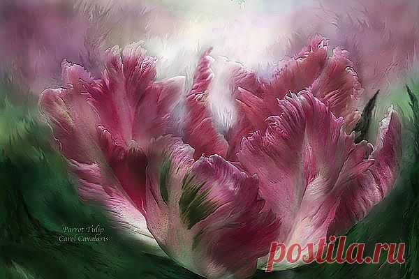 Parrot Tulip Mixed Media by Carol Cavalaris - Parrot Tulip Fine Art Prints and Posters for Sale