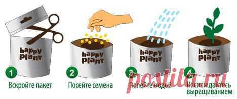 Сроки посева семян и вегетативного деления