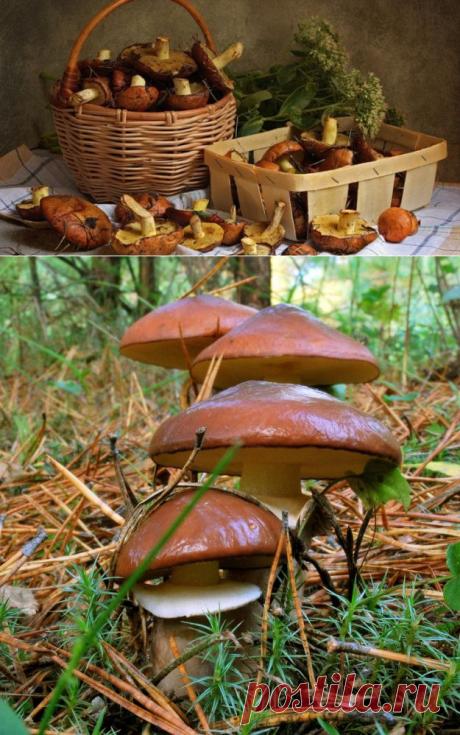 Грибы на даче? Вполне осуществимо