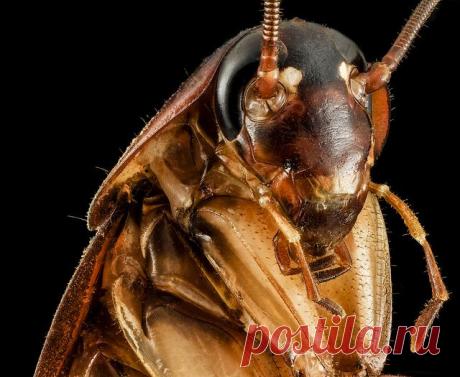 Планета Земля и Человек: Как кусают тараканы