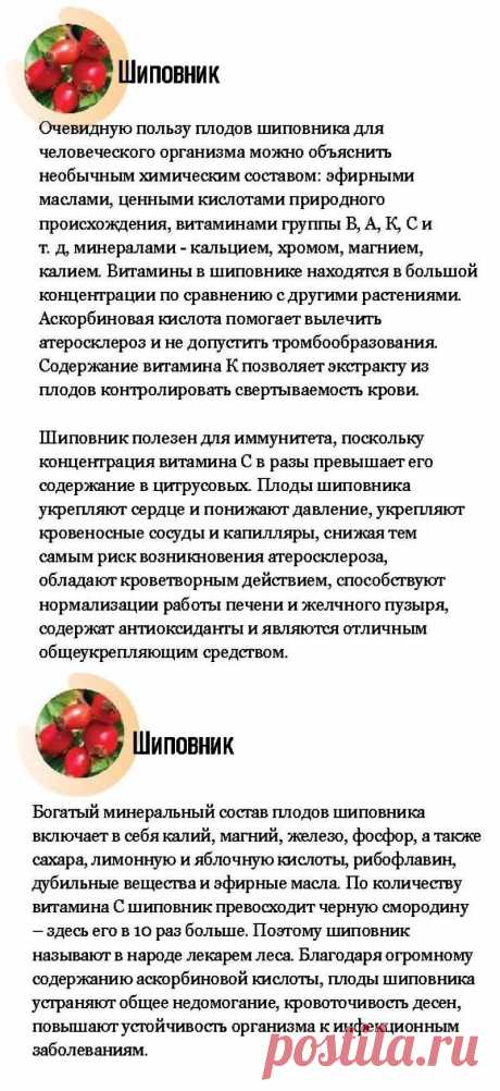 Шиповник - лечебные свойства