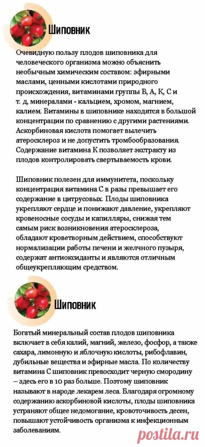 Шиповник - лечебные свойства