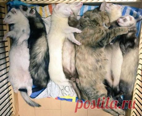 Этот котенок попал в семью к хорькам и теперь сам думает, что он хорек