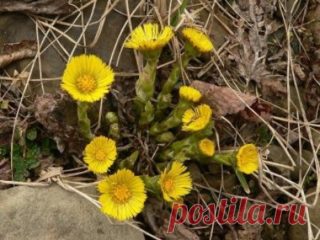 Мать и мачеха: свойства, применение, рецепты снадобий