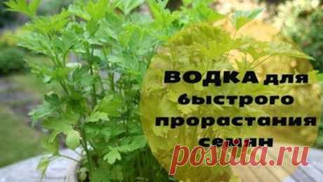 НЕВЕРОЯТНЫЙ РЕЗУЛЬТАТ! Водка для быстрого прорастания семян.