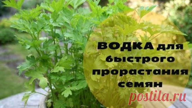 НЕВЕРОЯТНЫЙ РЕЗУЛЬТАТ! Водка для быстрого прорастания семян.