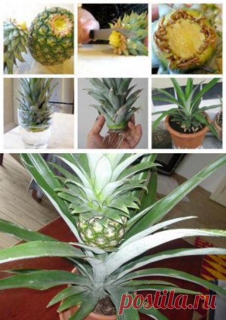 Как вырастить ананас из верхушки