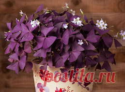 Кислица комнатная (Бабочка): размножение и уход в домашних условиях