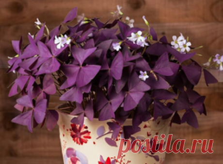 Кислица комнатная (Бабочка): размножение и уход в домашних условиях