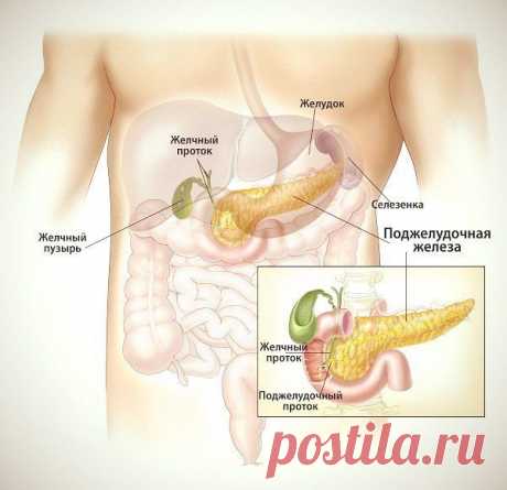 Желчеотделение и желчевыделение