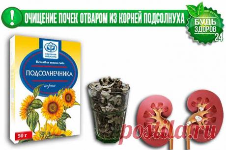 Корень подсолнуха: лечебные свойства, отзывы, противопоказания, рецепты. Корни подсолнуха от камней в почках