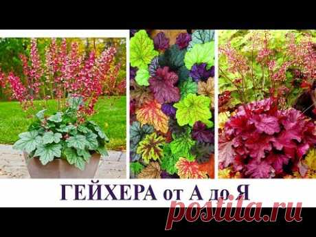 ГЕЙХЕРА от А до Я | поделимся секретами выращивания гейхеры