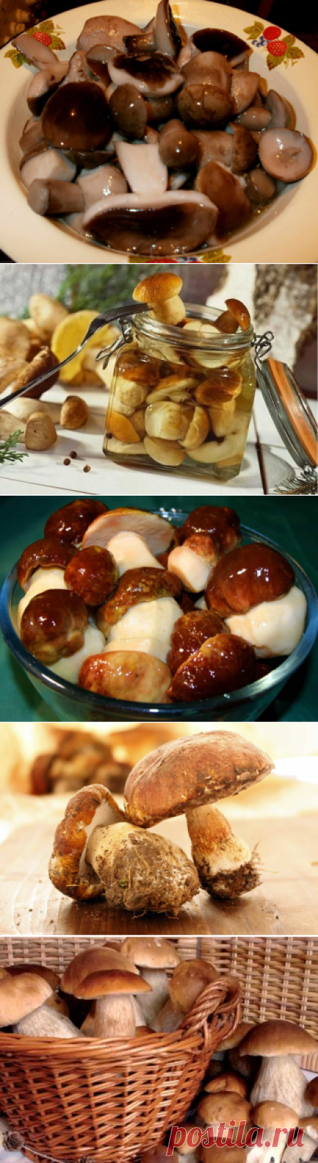 Мариновать белые грибы рецепт на зиму-простые вкусные рецепты