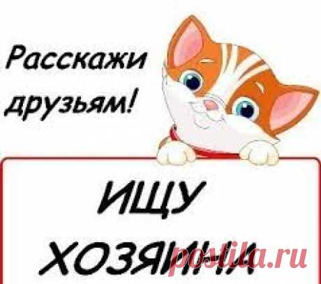SOS!!! Срочно! Нужен дом! Репост!
Ни одного звоночка, репост не помогает. 
Фрязино,Московская область,Москва! 
Брала на передержку, себе оставить не могу.
Василисе очень нужен дом и ответственные хозяева, жутко ласковая девочка, если гладишь кошку ее тоже срочно нужно погладить. 
Собака компаньон, ориентирована на человека, можно с детьми ,можно с кошкой, сейчас учиться дисциплине, быстро все схватывает.
Любит гулять, когда обнимают и чешут за ухом. 
Отдается по договору с...