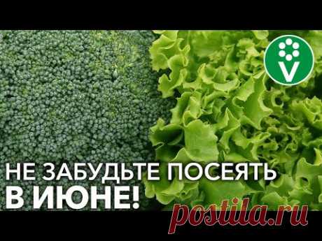 ЕЩЕ НЕ ПОЗДНО ПОСЕЯТЬ ЭТИ ОВОЩИ В ИЮНЕ! Что посеять в июне для отличного урожая?