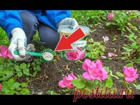 Сделайте это с розами в августе для отличной подготовке к зимовке! Что делать с розами в августе?