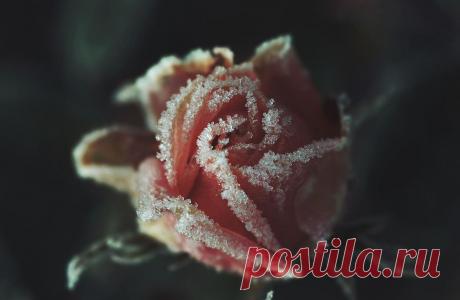 Иней, хрупкая красота... Волшебные фотографии;) - Фотопанорама