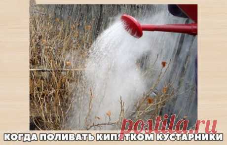 КОГДА ПОЛИВАТЬ КИПЯТКОМ КУСТАРНИКИ
В период осенних дождей полезно проводить очистку стволов и скелетных веток от старой отмершей коры. Она в это время напитывается влагой и легко отделяется от дерева. Вместе с ней будут удалены и многочисленные яйцекладки садовых вредителей.
Когда поливать кипятком кустарники
С кустарниками некоторые садоводы поступают еще жестче – обливают их горячей водой. Обычно эту обработку проводят из лейки, следя, чтобы от лейки до кустов было не менее 1 м – кипяток,