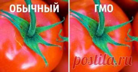 3 простых способа отличить ГМО от обычных продуктов Ученые спорят о влиянии генетически модифицированных продуктов на здоровье. В США, Китае и Канаде выращивают измененную кукурузу, сою и картошку, а вот Австрия, Греция и Венгрия объявили себя свободными от ГМО. Вред ГМ-продуктов не доказан, но, если вам важно, чтобы ваша еда была полностью натуральной, AdMe.ru подскажет, как различать продукты.