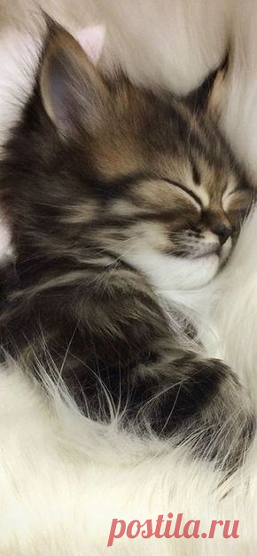 (878) Pinterest